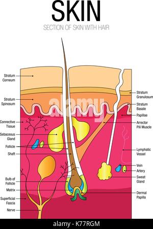 Diagramm der Haut mit Teile Name - Vektorbild Stock Vektor