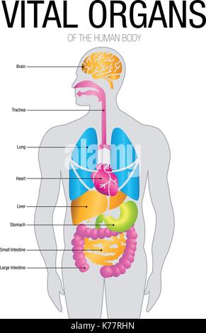 Diagramm der lebenswichtigen Organe mit Teilen. Größe: 21 cm x 30 cm - Vektorbild Stock Vektor