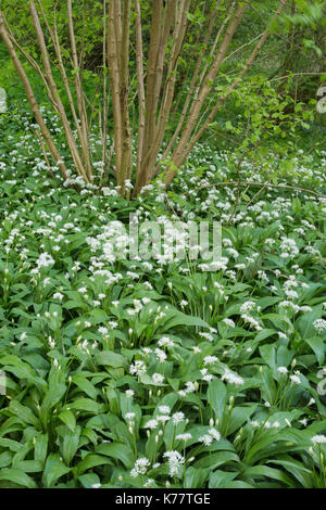 Bärlauch (Allium ursinum) Blühende Masse, wachsende mit gemeinsamen Hasel (Corylus avellana), Hetchell Holz, West Yorkshire, England, kann Stockfoto