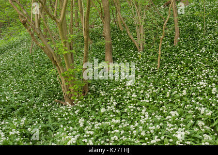 Bärlauch (Allium ursinum) Blühende Masse, wachsen auf steilen Bank mit gemeinsamen Hasel (Corylus avellana), Hetchell Holz, West Yorkshire, England, kann Stockfoto