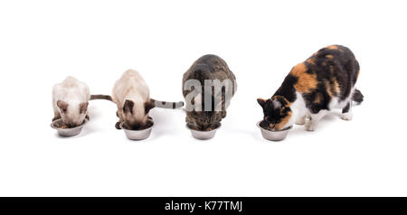 Vorderansicht von zwei Kätzchen und zwei erwachsene Katzen ihr Abendessen essen, weiß Stockfoto
