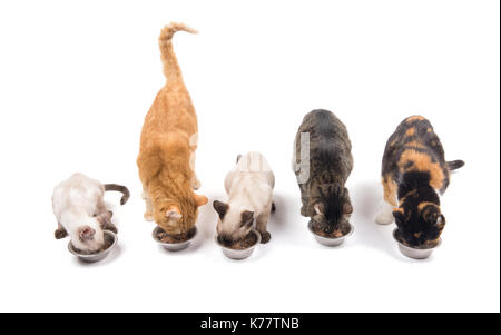 Drei erwachsene Katzen und zwei Kätzchen essen aus Metall Schalen, auf weißem Hintergrund Stockfoto