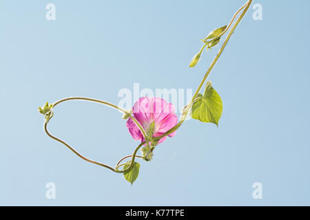 Rosa Morning Glory flower Hanging gegen blassblauen Himmel, mit der Rebe zurück Kreisen auf sich selbst Stockfoto