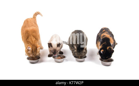 Vier Katzen in verschiedenen Farben und Größen Essen aus Schalen, auf weißem Hintergrund Stockfoto