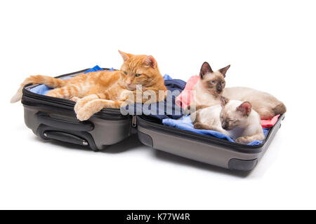 Ginger tabby und zwei Siam Kitten entspannen auf einer offenen, verpackt, Gepäck, auf weißem Hintergrund Stockfoto