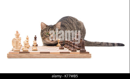 Braun tabby Katze aufmerksam auf einem Schachbrett, auf Weiß Stockfoto