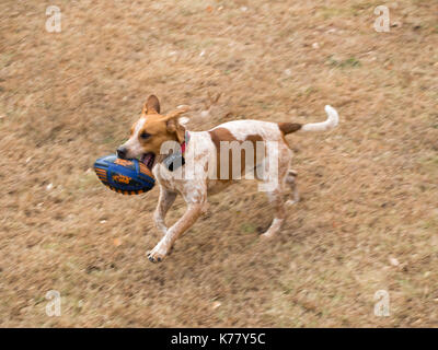 Hund Hund läuft mit Fußball Stockfoto