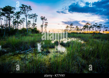 Everglades National Park, Florida Landschaft Big Cypress Milchstraße Sonnenuntergang Cypress Tree Bromelie airplant Stockfoto