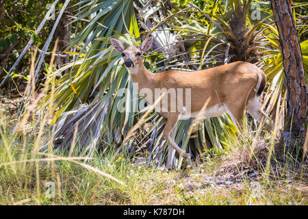 Florida Key Deer/Key Deer/Florida Keys grosser Schlüssel Kiefer Stockfoto