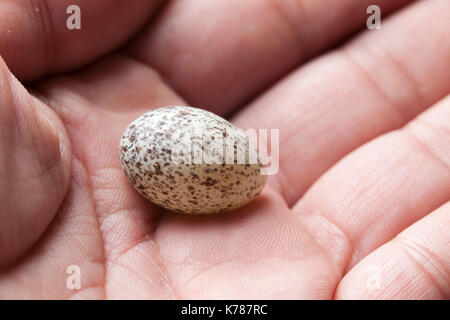 Mann hält Northern cardinal bird Egg (Cardinalis cardinalis) - USA Stockfoto