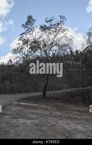 Baum nach dem großen Feuer in Portugal verbrannt, dieser Bereich wurde eindeutig von den Bränden betroffen. Stockfoto