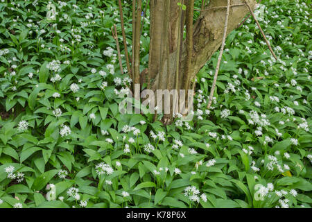 Bärlauch (Allium ursinum) Blühende Masse, und gemeinsame Hasel (Corylus avellana), Hetchell Holz, West Yorkshire, England, kann Stockfoto