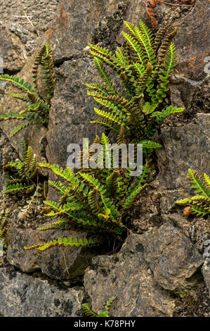 Rustyback Farn. Ganz knapp, auf Kalk reichen Mauern und Felsen gefunden. Stockfoto