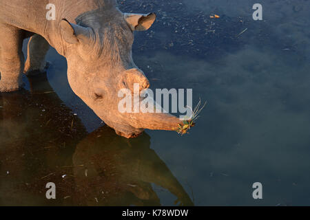 Ein männlicher Black Rhino nimmt einen Schluck vom Olifantsrus Wasserloch im Westteil des Etosha National Park, Namibia Stockfoto