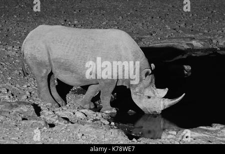 Ein männlicher Black Rhino nimmt einen Schluck vom Moringa Wasserloch im Etosha National Park, Namibia bei Nacht Stockfoto