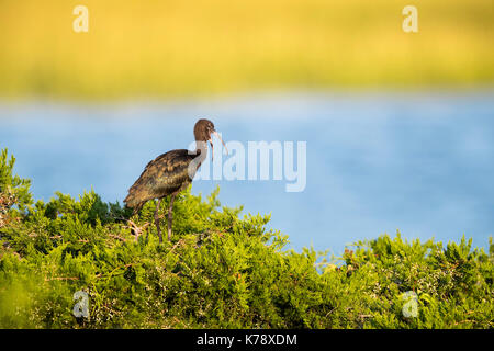 Unreife Glossy Ibis bereitmachen, während auf einem Baum gehockt Stockfoto