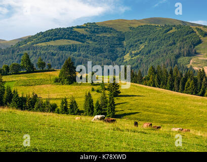 Kühe grasen in der Nähe von Nadelwald in den Bergen. schöne Landschaft im Sommer Stockfoto