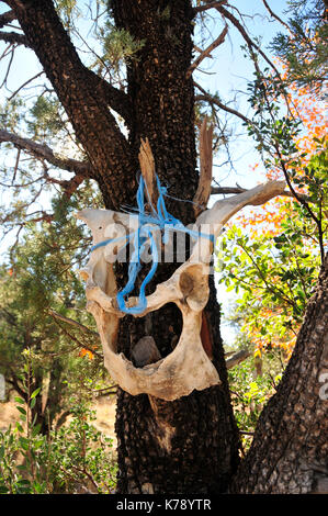 Tierknochen an einen Baum gebunden, Gardner Canyon, Santa Rita Mountains, Coronado National Forest, Sonoita, Arizona, USA. Stockfoto