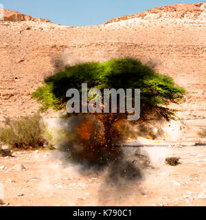 Digital verbesserte Bild einer biblischen brennenden Busch (Buch Exodus [3:1 - 4:17]) in der Wüste Stockfoto