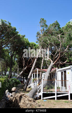 Schäden durch Sturm und Camping tornado zerstören Wohnwagen Reisemobile Mobilheim campingplatz Baum fallen Brach Stockfoto