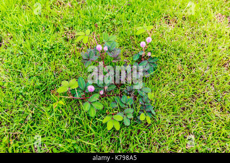 Pflanzen mit rosa Blüten und Dornen wachsen unter grünen Gras im Garten. Stockfoto