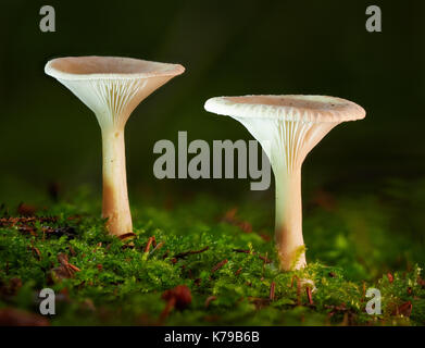 Zwei Pilze wachsen im Wald im Herbst. Stockfoto