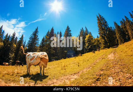 Gefleckte weiße Kuh schaut nach links auf Almwiese mit hohen Tannen gegen den blauen Himmel mit der Sonne und Wolken in einer bergigen Landschaft. Aut Stockfoto