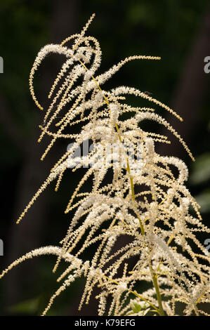 Blume Stockfoto