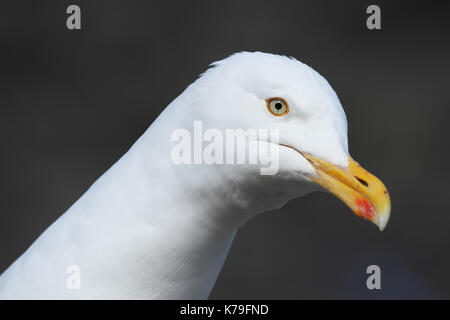 Silbermöwe (Larus argentatus) Stockfoto