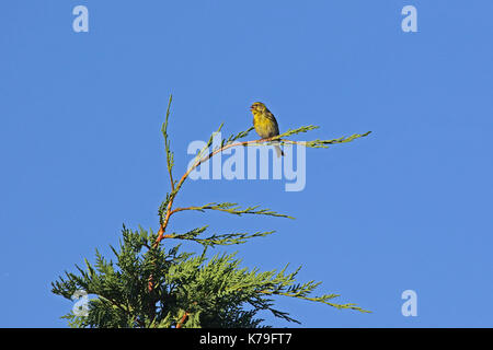 Serin Vogel lateinischer Name Serinus serinus Singen und Tanzen auf der Oberseite einer Zypresse Baum im Frühling in Italien Stockfoto