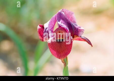 Iris Petrina, (Petra Iris oder Yeruham Iris) in natürlichen Lebensraum. In Israel, Negev in der Nähe von yeruham fotografiert. Stockfoto