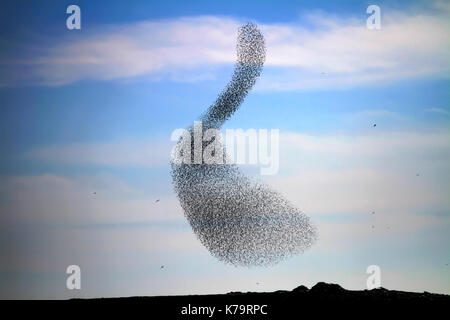 Eine große Herde von gemeinsamen Star (Sturnus vulgaris) am Abend schwärmen vor rastplätze. In der Nähe von Yeruham, Negev, israeal fotografiert. Stockfoto