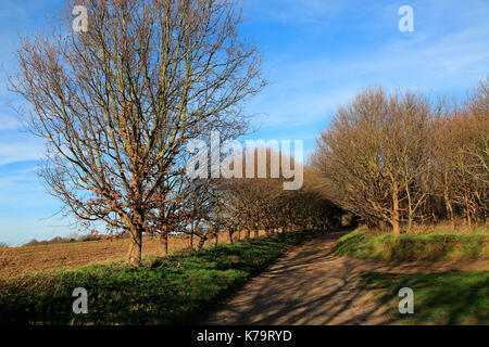 Wicklung Asphalt land Straße im Winter Sutton, Suffolk, England, Großbritannien Stockfoto