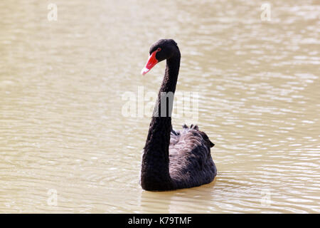 Schwarzer Schwan (Cygnus atratus). wild lebende Tier. Stockfoto