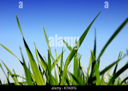 Blätter von Gras, Low Angle View Stockfoto