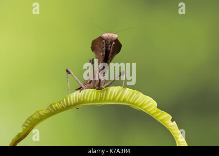 Nach Exemplar einer Ghost Mantis sitzt auf einem grünen Blatt Stockfoto