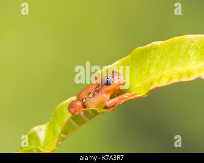 Helles orange golden Segge Frosch sitzt auf einem grünen Blatt Stockfoto