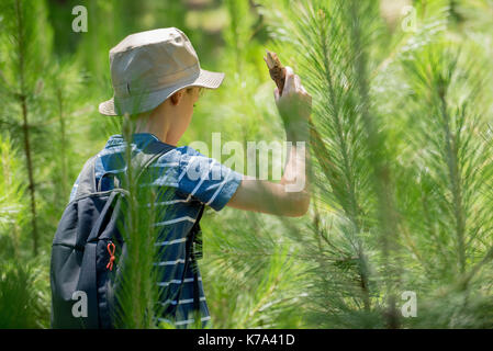 Junge wandern in Holz Stockfoto