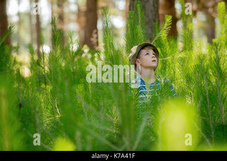 Junge wandern durch die jungen Kiefern im Wald Stockfoto