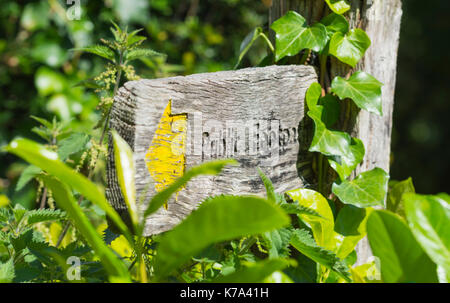 Öffentlichen Fußweg finger Post im Vereinigten Königreich von Grün umgeben. Stockfoto