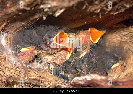 Treecreeper (Certhia familiaris) Babys Fragen für Lebensmittel Stockfoto