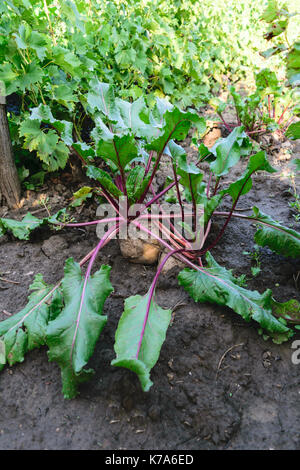 Bio Idden Rüben (Beta Vulgaris) Pflanze im Boden. Weißer Zucker rote Beete Stockfoto