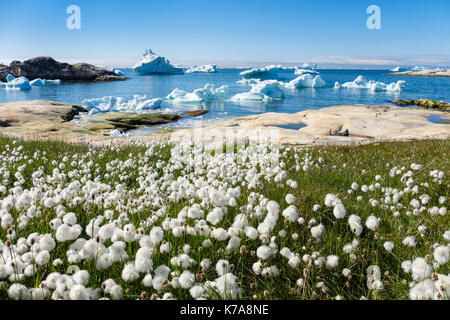 Arktis Wollgras Eriophorum callitrix wachsen auf Tundra Landschaft mit Eisberge in der Diskobucht offshore Küste im Sommer. Grönland Ilulissat Stockfoto