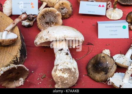 Verschiedene Arten von Pilzen in der Pilz Flohmarkt im Cardona, Katalonien, Spanien Stockfoto