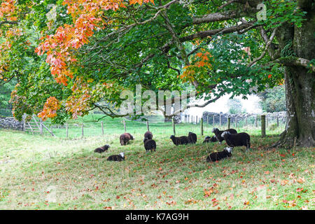 Herdwick inländischen Schaf liegend unter einem Baum, Lake District, Cumbria, England, Großbritannien Stockfoto