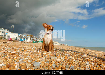 Bexhill-on-Sea, East Sussex, Vereinigtes Königreich. 15 Sep, 2017. UK Wetter. Cockapoo Welpen Pip-Uhren auf die ominöse grauen Wolken über einem blauen Himmel in Bexhill Strand Eingreifen in East Sussex. Credit: Rob Powell/Alamy leben Nachrichten Stockfoto