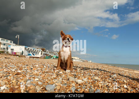 Bexhill-on-Sea, East Sussex, Vereinigtes Königreich. 15 Sep, 2017. UK Wetter. Cockapoo Welpen Pip-Uhren auf die ominöse grauen Wolken über einem blauen Himmel in Bexhill Strand Eingreifen in East Sussex. Credit: Rob Powell/Alamy leben Nachrichten Stockfoto