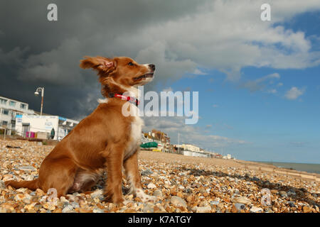 Bexhill-on-Sea, East Sussex, Vereinigtes Königreich. 15 Sep, 2017. UK Wetter. Cockapoo Welpen Pip-Uhren auf die ominöse grauen Wolken über einem blauen Himmel in Bexhill Strand Eingreifen in East Sussex. Credit: Rob Powell/Alamy leben Nachrichten Stockfoto