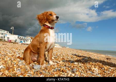 Bexhill-on-Sea, East Sussex, Vereinigtes Königreich. 15 Sep, 2017. UK Wetter. Cockapoo Welpen Pip-Uhren auf die ominöse grauen Wolken über einem blauen Himmel in Bexhill Strand Eingreifen in East Sussex. Credit: Rob Powell/Alamy leben Nachrichten Stockfoto