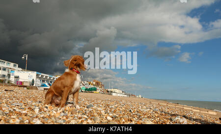 Bexhill-on-Sea, East Sussex, Vereinigtes Königreich. 15 Sep, 2017. UK Wetter. Cockapoo Welpen Pip-Uhren auf die ominöse grauen Wolken über einem blauen Himmel in Bexhill Strand Eingreifen in East Sussex. Credit: Rob Powell/Alamy leben Nachrichten Stockfoto